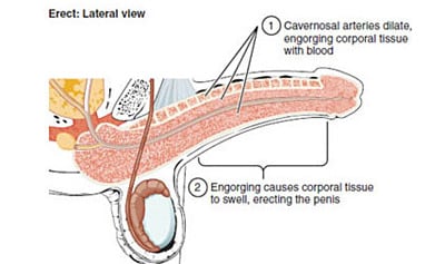 ketosis diet body burns carbs instead of fat